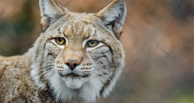 Zoo ‘devastated’ over lynx killing