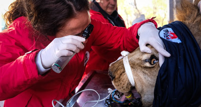 Vets save lions from illegal zoo in Bulgaria