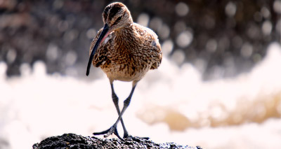 Volunteers sought to tackle wading bird decline