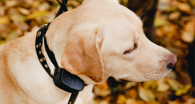 Scotland to regulate electric shock collars