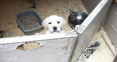 Puppy seller jailed for animal welfare offences