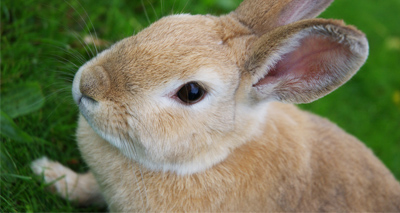 Vets urged to vaccinate rabbits against RHD-2