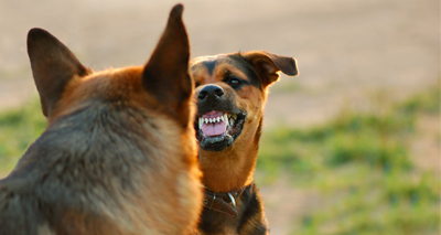 New guidance to help vets recognise signs of dog fighting
