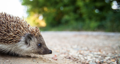 Major project set to save species from extinction