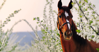 Horse study offers new insights on human disease
