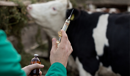 Vets urged to change cattle injection method