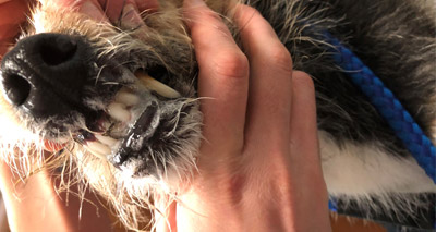 Dog’s jaw glued shut after chewing on a flyer