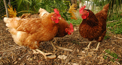 Salmonella cases on the rise - report