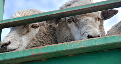 Government considering controls on live animal exports