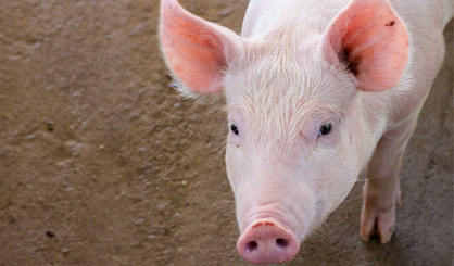 Brussels calls for action on tail biting in pigs