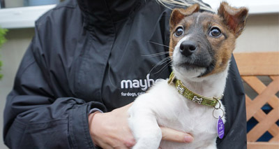 New campaign urges public not to buy pets on impulse