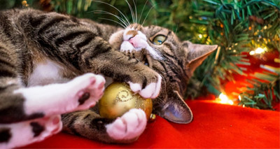 Vets warn of seasonal pet hazards