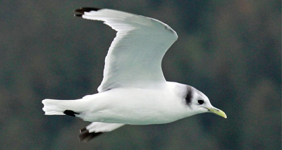 Kittiwake added to list of threatened species