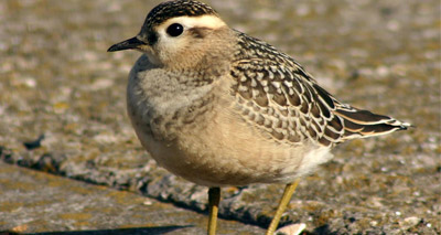 Report reveals state of UK’s birds