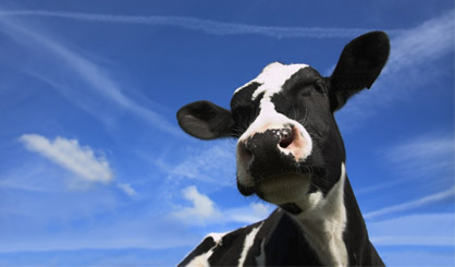 Defra announces more frequent bTB testing