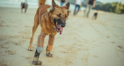 Dog becomes world’s first to receive prosthetic blades