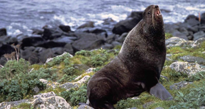 Vets perform first-of-its kind brain surgery on a seal