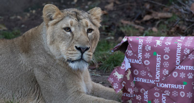 Zoo animals indulge in festive cheer