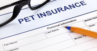 Insurance premium tax pushing up cost of pet insurance