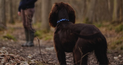 New cases of Alabama rot confirmed
