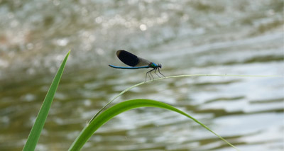 Neonicotinoids polluting Britain’s waterways