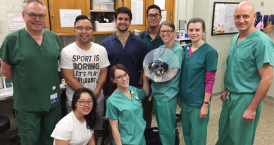 Vets create 3D-printed mask for injured puppy