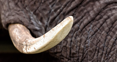 Calls to close Japan’s domestic ivory market