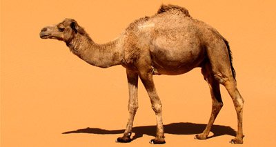 Scientists to explore how camels survive dehydration