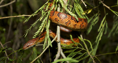 Fungal disease could be a ‘global threat to snakes’