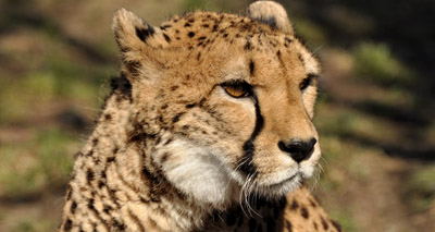 Asiatic cheetah numbers fall below 50