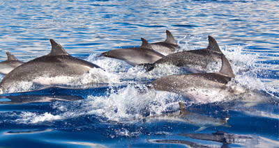 First resident dolphins found in English waters