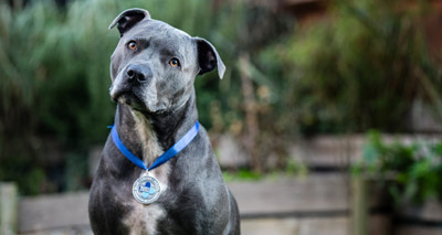 Blue Cross seeks hero pets for 2018 medal