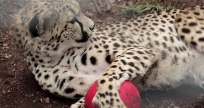 Footage released of rescued cheetahs playing football