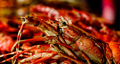 Swiss chefs ordered to stun lobsters before boiling