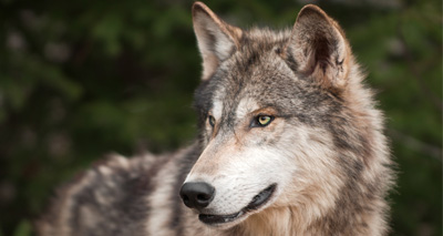 Runaway wolf safely recaptured