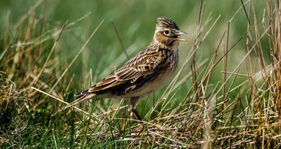 UK farmers ‘could help to reverse declines in farmland birds’