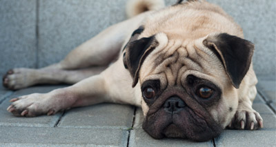 Vets urged to back #BreedtoBreathe campaign
