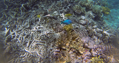 Coral bleaching events ‘now every six years’