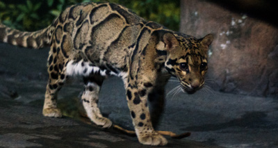 Clouded leopard escaped from private property