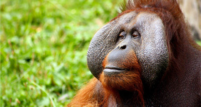 Orang-utans use plants to relieve body pains