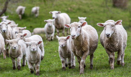 Scottish vets report sharp rise in Maedi Visna cases
