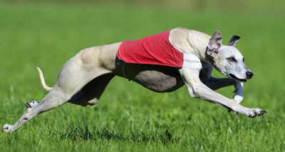 Hare coursing operation makes ‘positive progress’