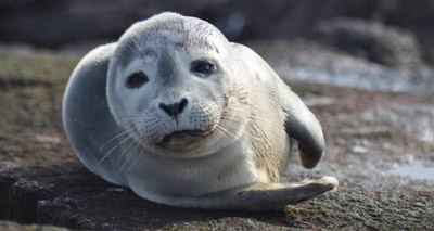 Environmentalists develop novel device to track harbour seals