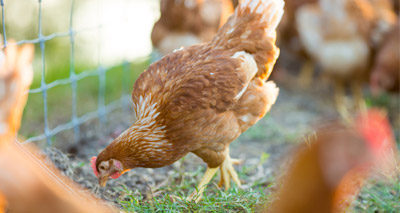 Defra extends avian flu prevention zone