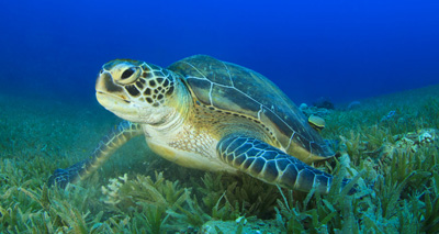 Green sea turtle population turning '99 per cent female'