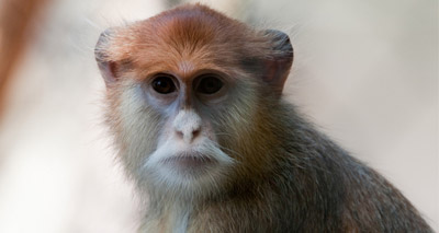 Fire kills 13 patas monkeys at Woburn Safari Park