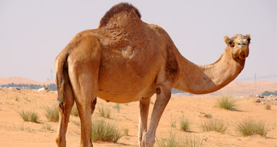 Camels disqualified from beauty pageant for Botox injections