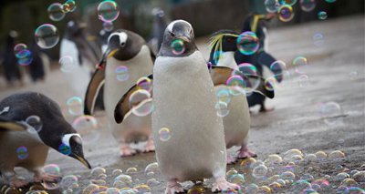 Bubble machine is a hit with zoo’s penguins