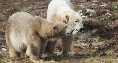 Polar bear cub is the UK’s first for 25 years