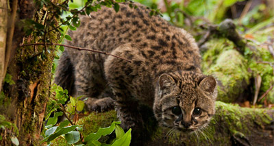 Güiña wildcat adaptable to forest loss